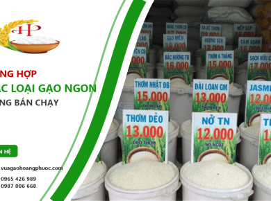 Các loại gạo ngon phổ biến - Phân biệt và chọn đúng theo nhu cầu